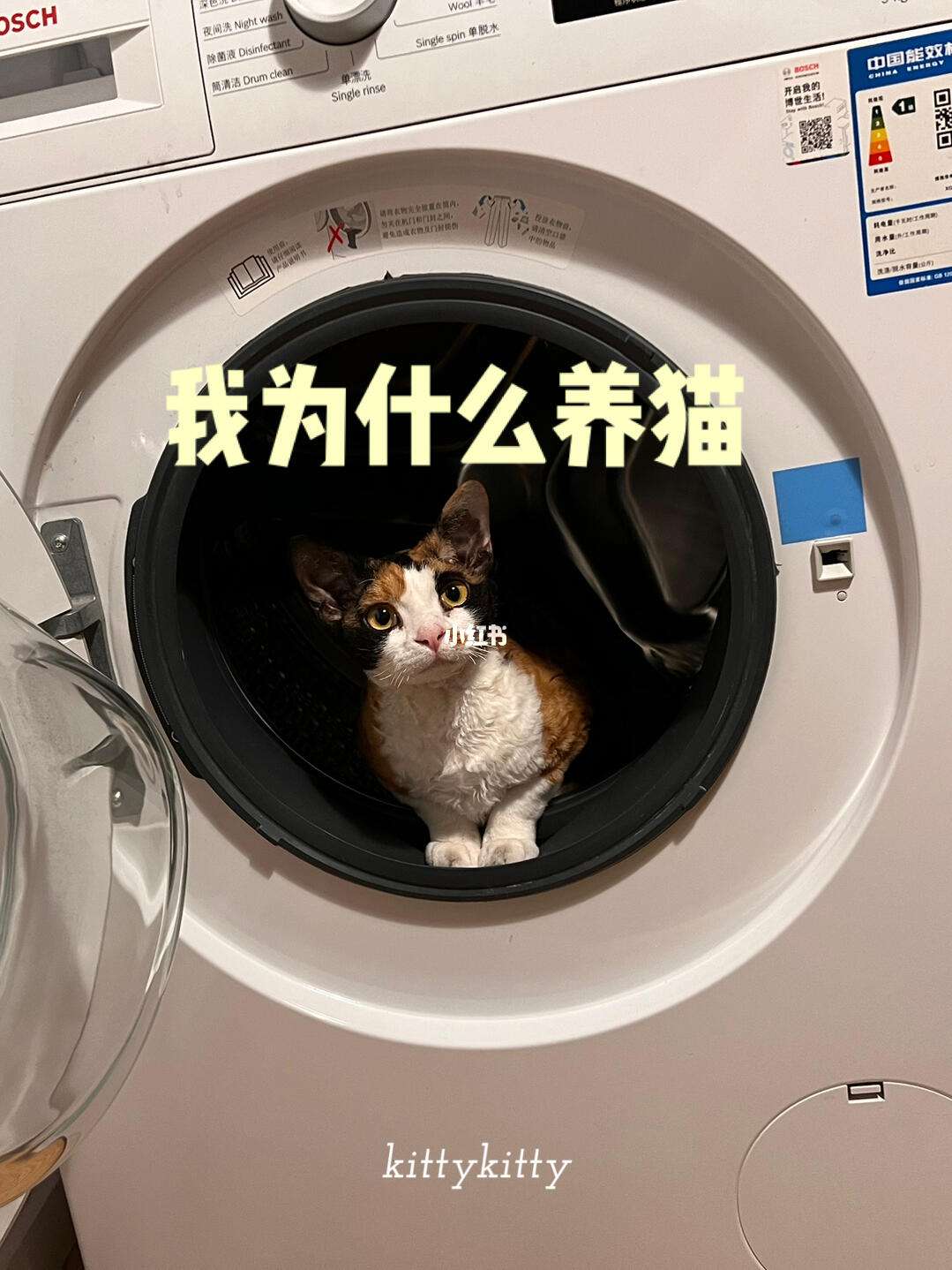 猫咪成人苹果版下载(猫咪ios app下载)-第9张图片-有道翻译官网 猫咪成人苹果版下载(猫咪ios app下载)-第9张图片-有道翻译官网