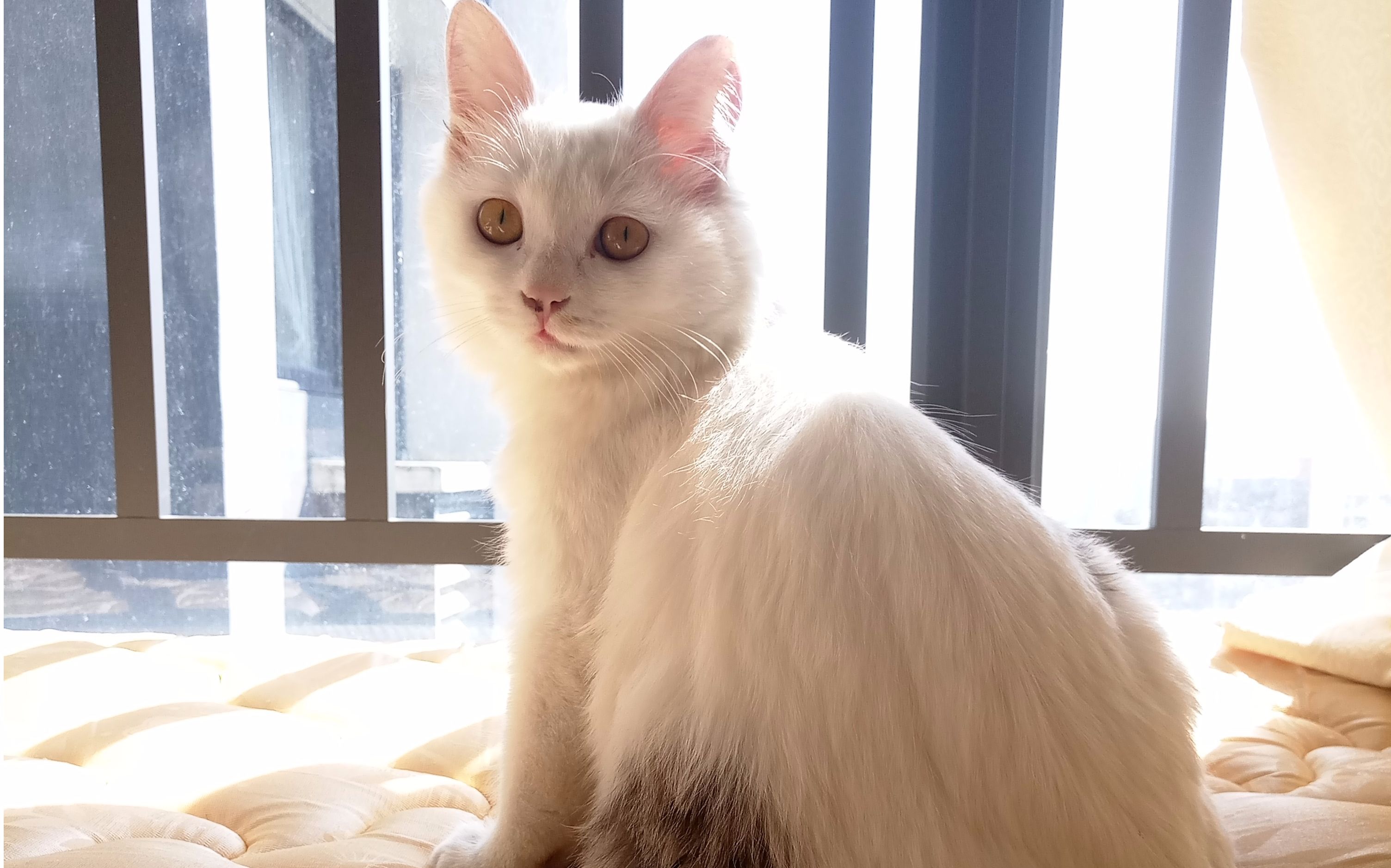 猫友直播破解版苹果版(ios怎么下载猫咪直播破解版)-第4张图片-有道翻译官网